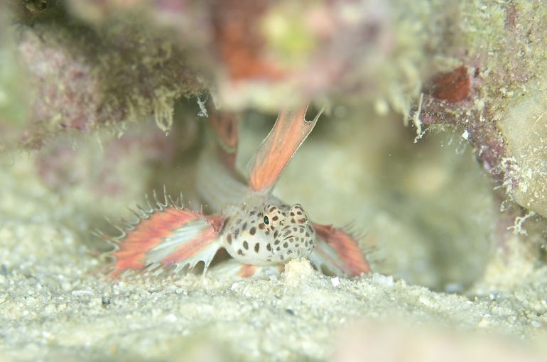 ホムラハゼ　ホムラダマシ　海