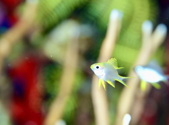 scuba diving snorkel