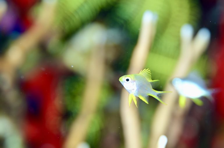 scuba diving snorkel