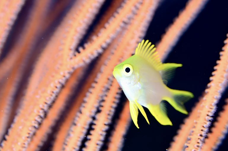 スキューバ　ダイビング　スノーケル