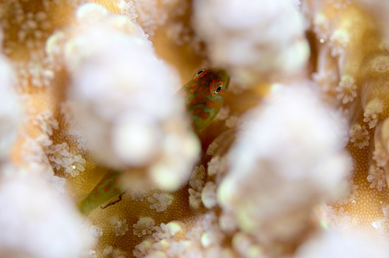 海　マクロ　macro