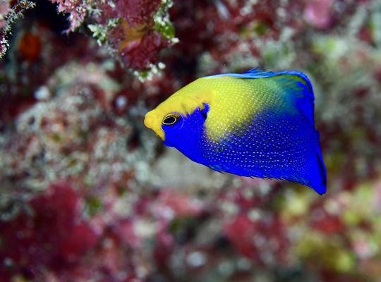 scuba  diving snorkel