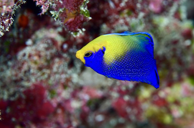 scuba  diving snorkel