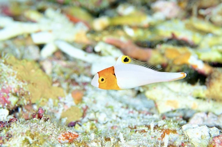 スキューバ　ダイビング　スノーケル