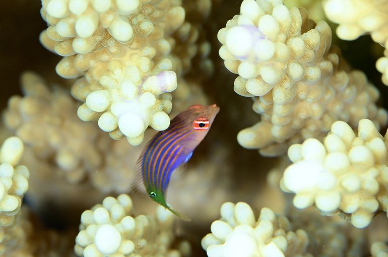 沖縄　宮古　多良間