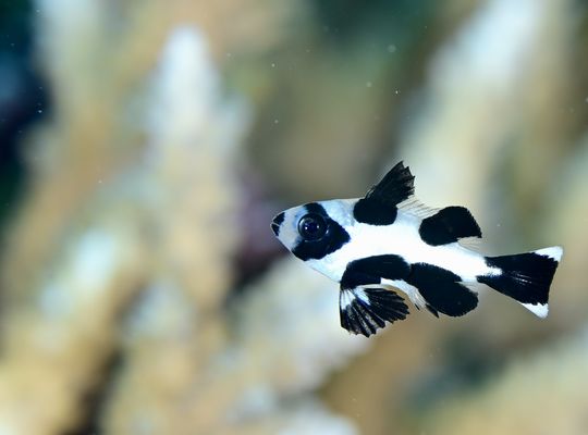 scuba  diving snorkel