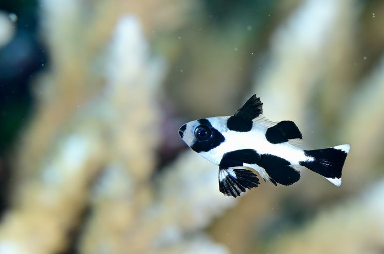 scuba  diving snorkel