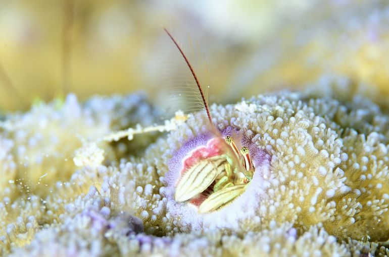 スキューバ　ダイビング　スノーケル