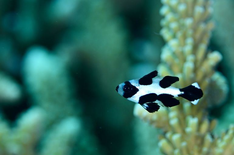 宮古島　海　魚