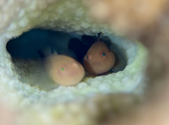 scuba  diving snorkel