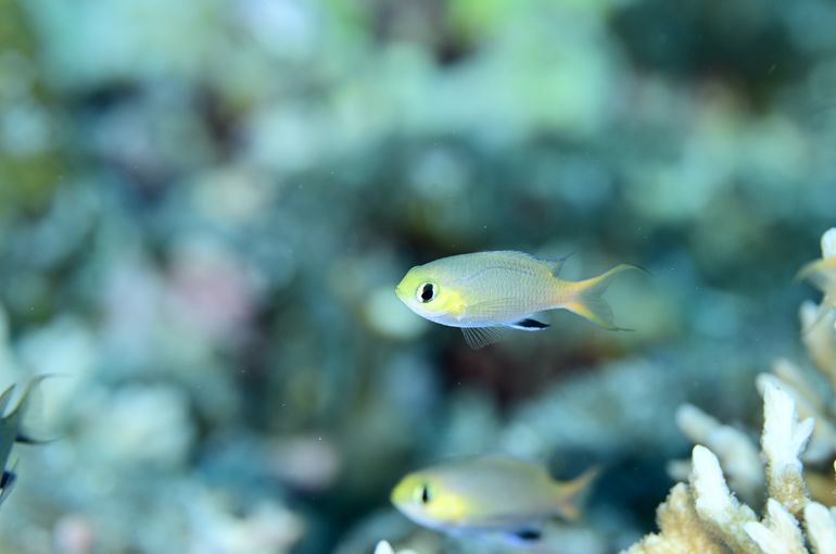 スキューバ　ダイビング　スノーケル