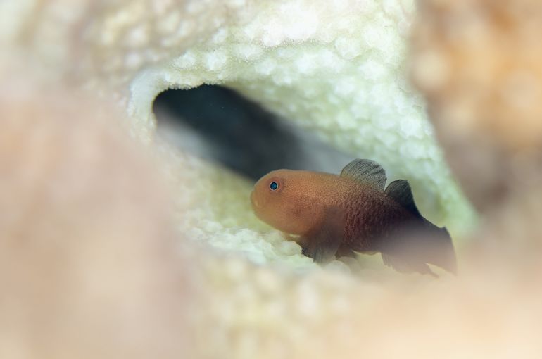 ダルマハゼ　海　宮古島
