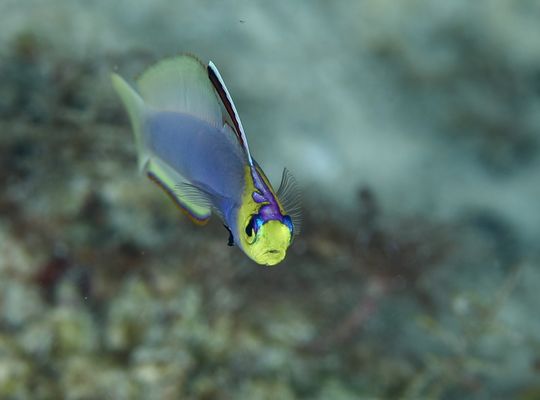 scuba  diving snorkel