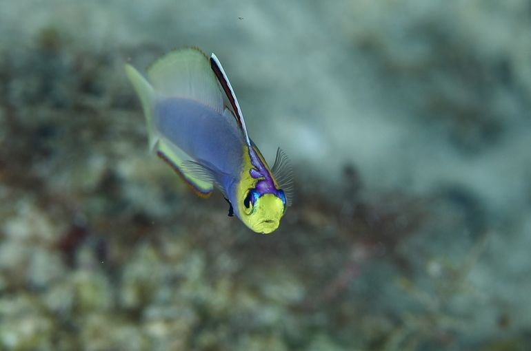 scuba  diving snorkel
