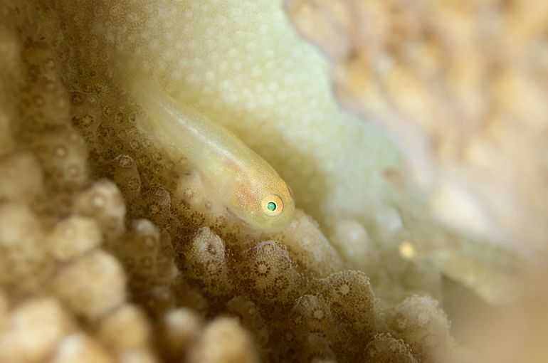 スキューバ　ダイビング　スノーケル