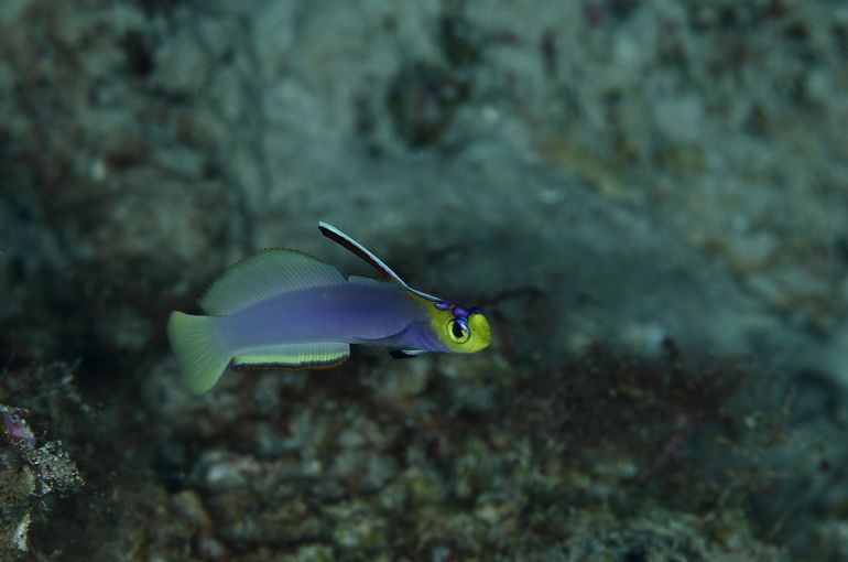 ヘルフリッチ　シコンハタタテハゼ　ラベンダー