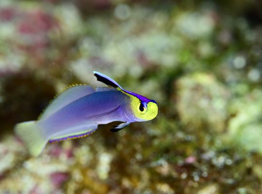 scuba  diving snorkel