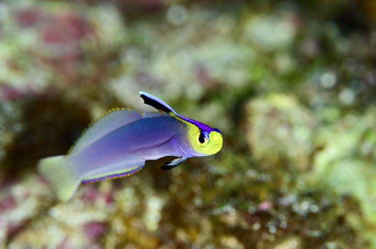 scuba  diving snorkel