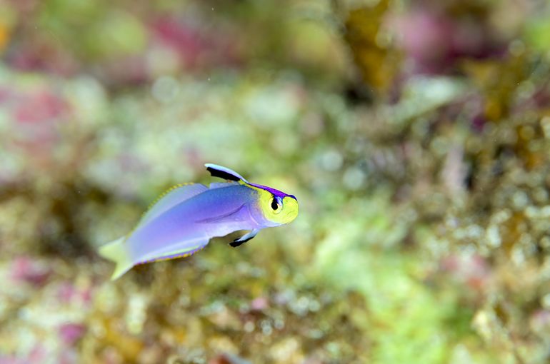 ヘルフリッチ　シコンハタタテ　ハゼ