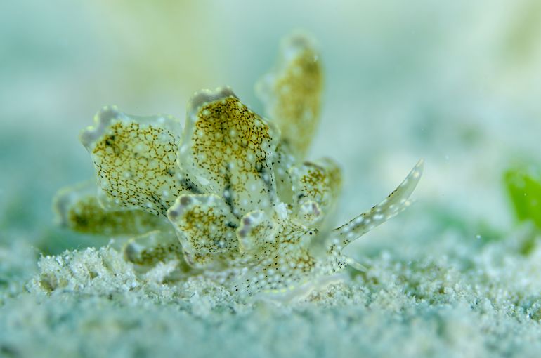 scuba   diving snorkel