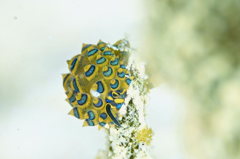 スキューバ　ダイビング　スノーケル