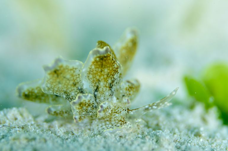 ウミウシ　モウミウシ　海