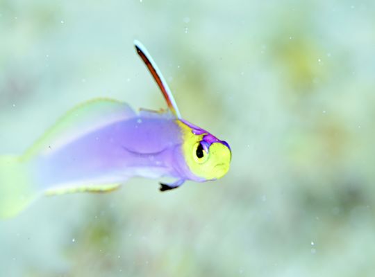 scuba  diving snorkel