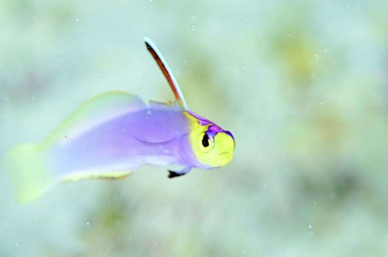 scuba  diving snorkel