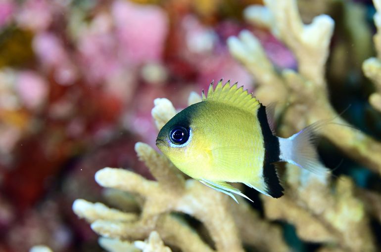 スキューバ　ダイビング　スノーケル
