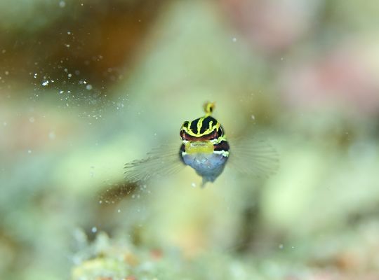 scuba diving snorkel