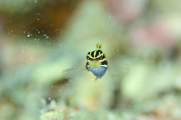 scuba diving snorkel