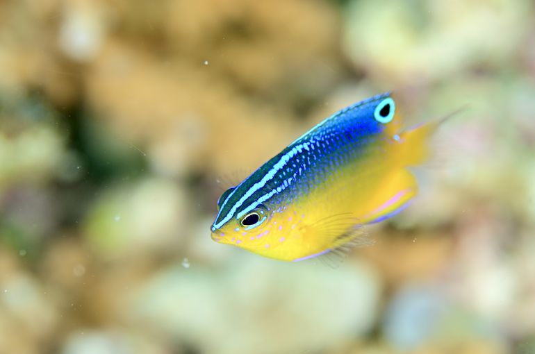 スキューバ　ダイビング　スノーケル