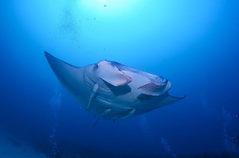 scuba diving snorkel