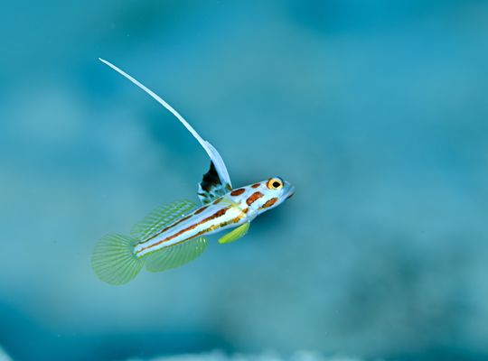 scuba diving snorkel