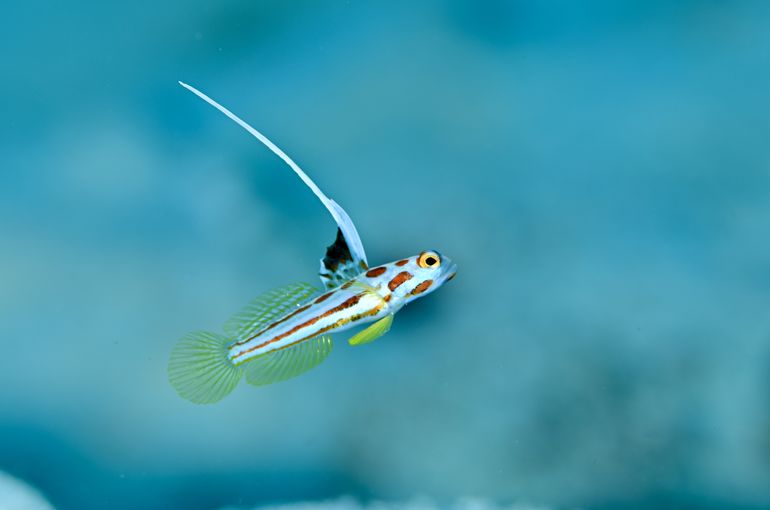 scuba diving snorkel