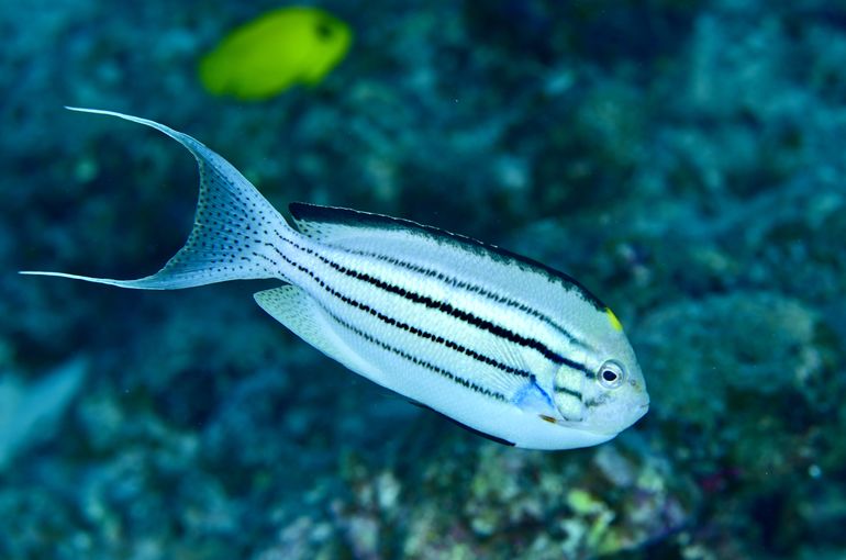 スキューバ　ダイビング　スノーケル