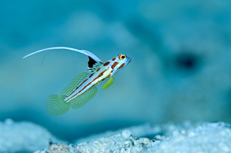 ヤシャハゼ　ヒレナガネジリンボウ　オニハゼ