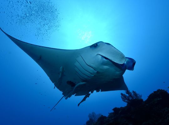 scuba diving snorkel