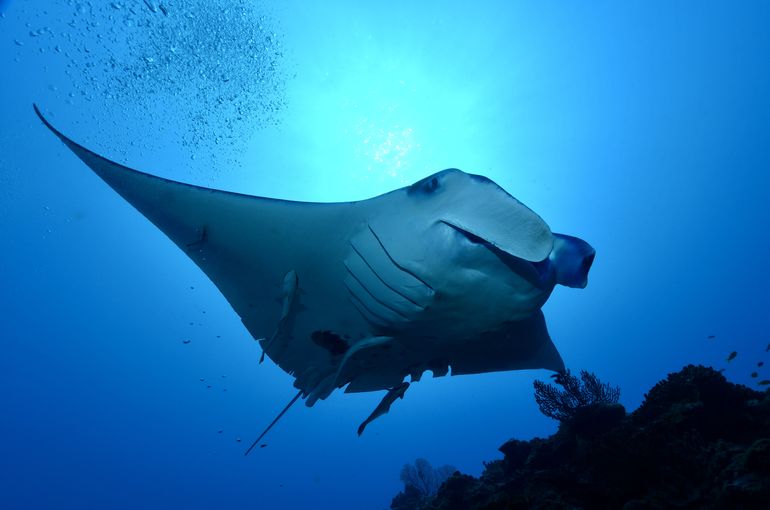 scuba diving snorkel