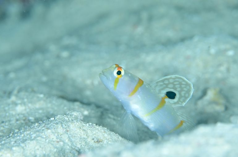 スキューバ　ダイビング　スノーケル