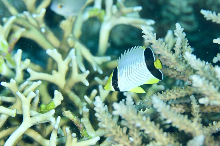 マンタ　ハゼ　チョウチョウウオ