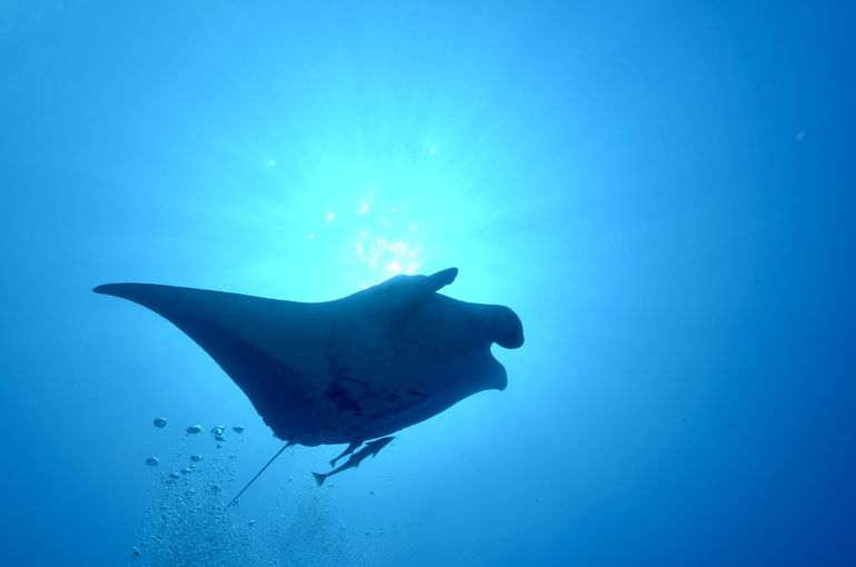 ドリフト　ヨナラ　mantaray