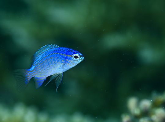 scuba diving snorkel