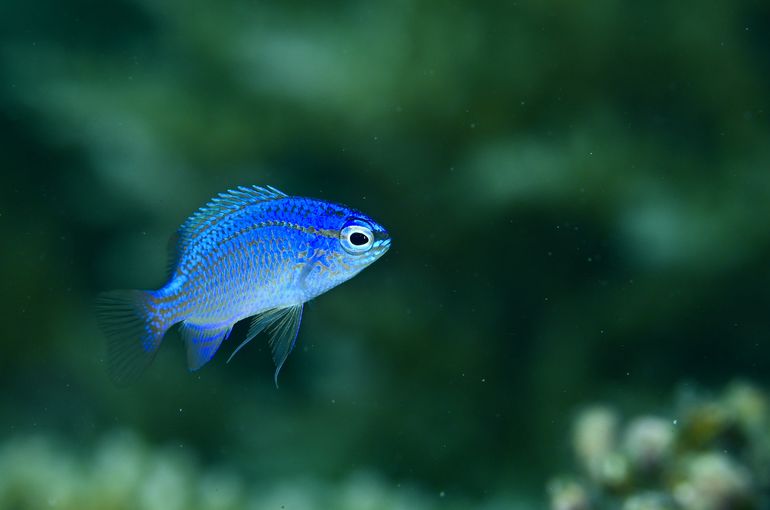 scuba diving snorkel