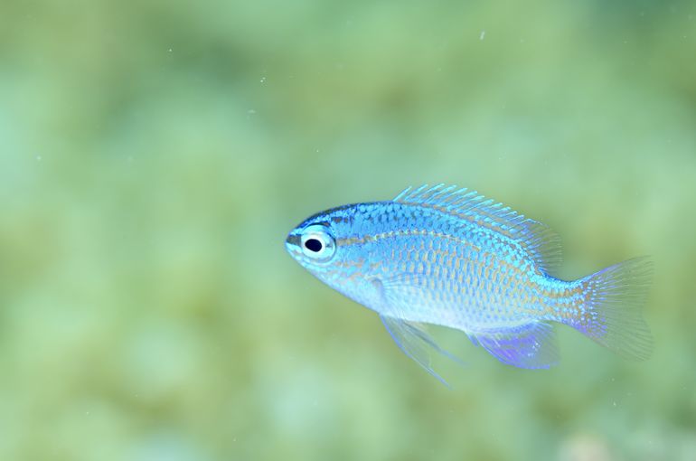 スキューバ　ダイビング　スノーケル