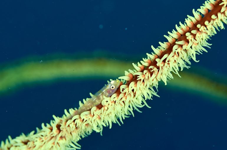 沖縄　石垣　okinawa