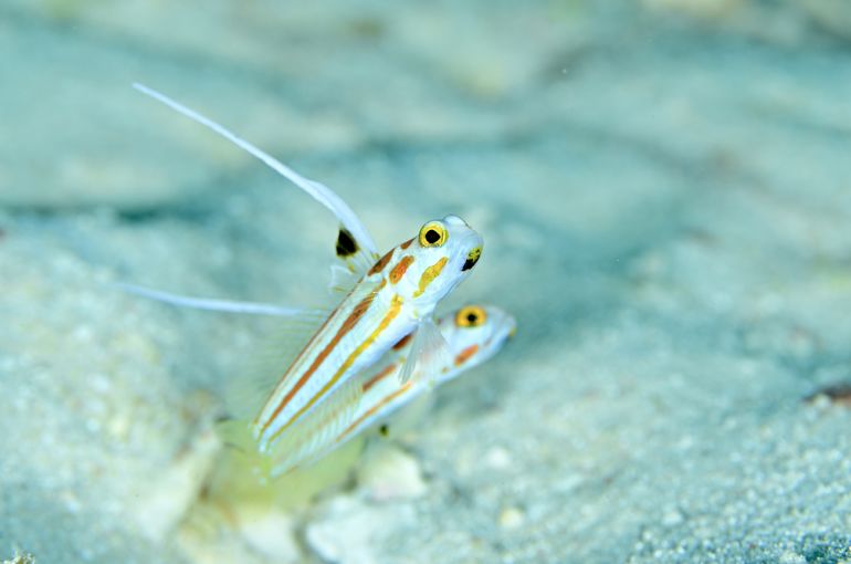ヤシャハゼ　スズメダイ　海