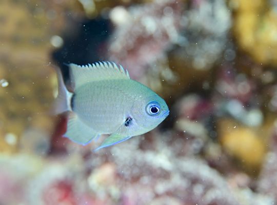 scuba diving snorkel