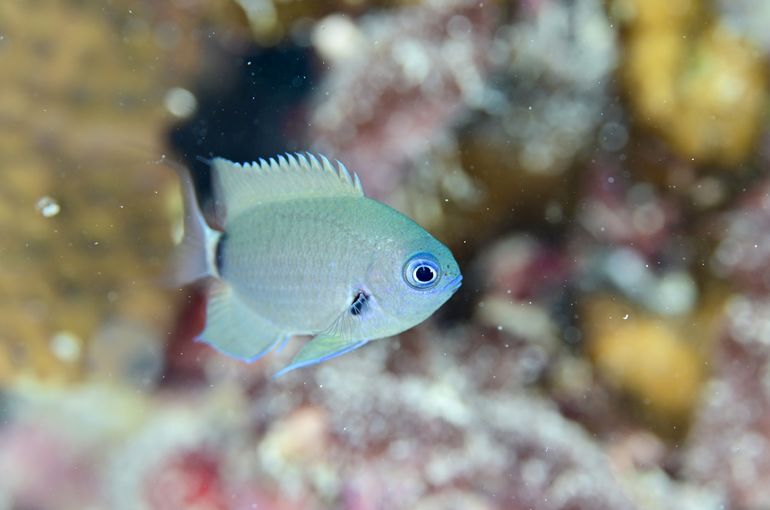 scuba diving snorkel
