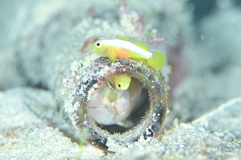 スキューバ　ダイビング　スノーケル